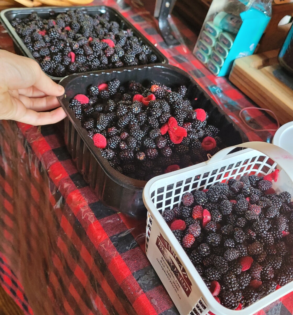 a harvest of wild black raspberries and wild thimble berries