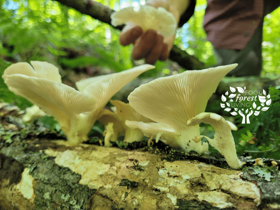 How to Grow Your Own Oyster Mushrooms on Straw - The Permaculture