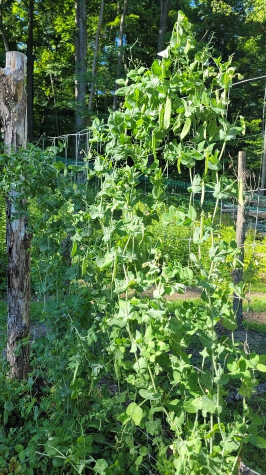 11 Ways To Use Old (or Extra Left Over) Metal Fence – Food Forest Living