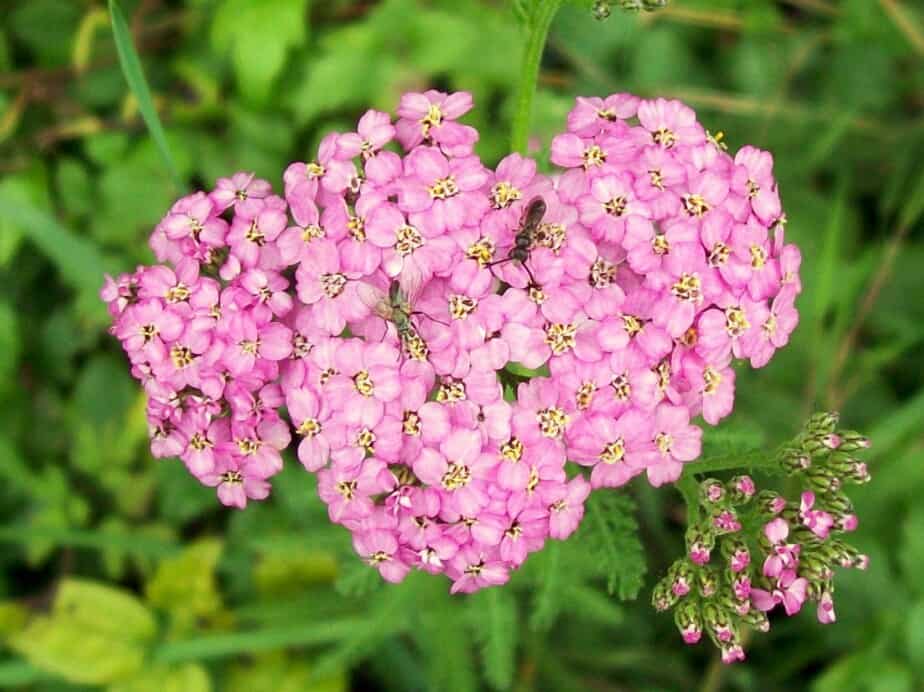 Pink flowers from a yarrow plant