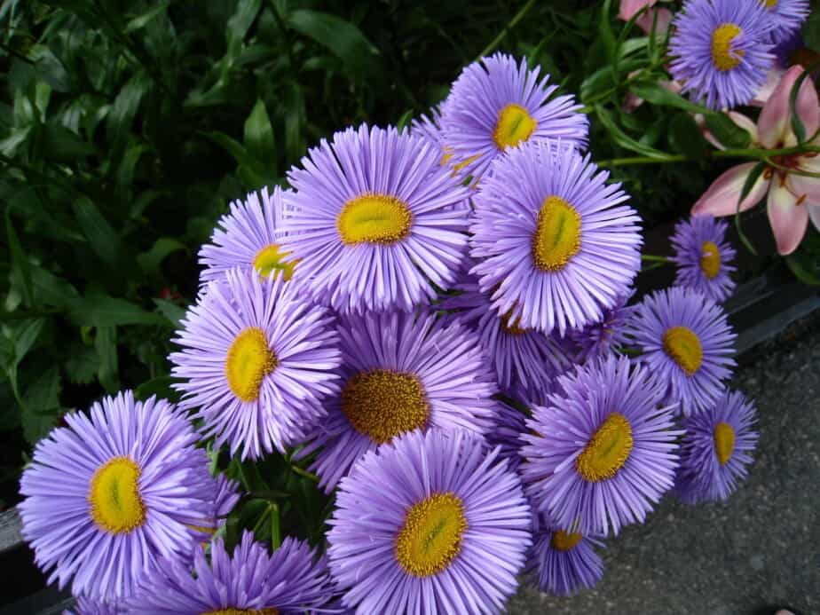 purple aster