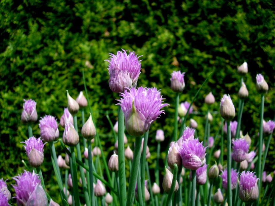 chives