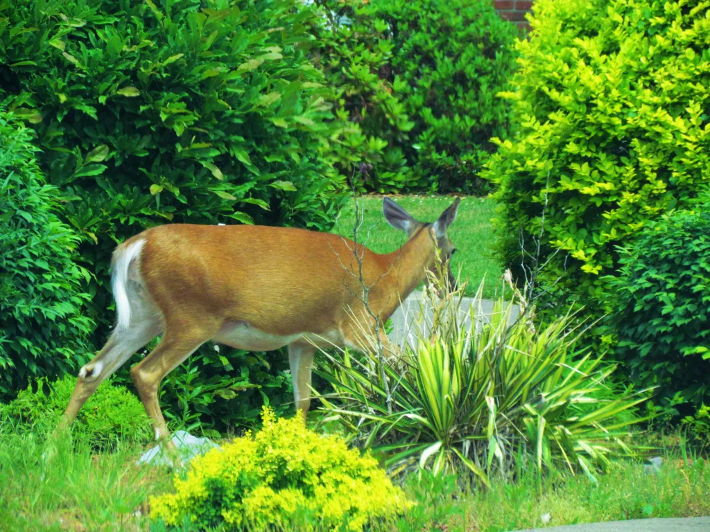 11 Easy Noises & Sounds To Scare Deer Away For Good Food Forest Living