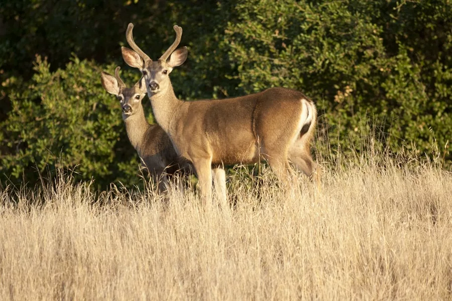 6 Recipes to Repel Deer by Smell & Taste + How To Use Them – Food ...