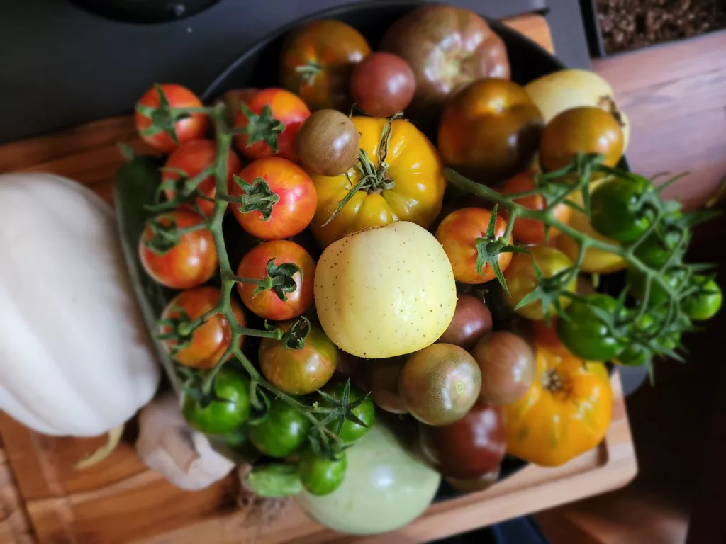 calculate-how-many-tomato-plants-per-person-accurately-food-forest-living