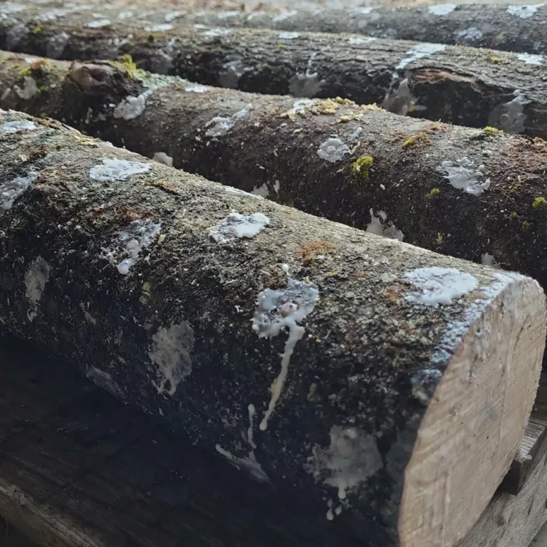 Waxed mushroom logs