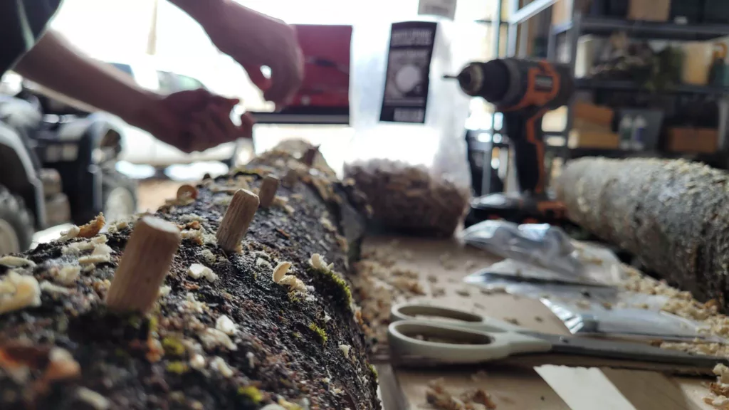 Inserting mushroom plug spawn into logs