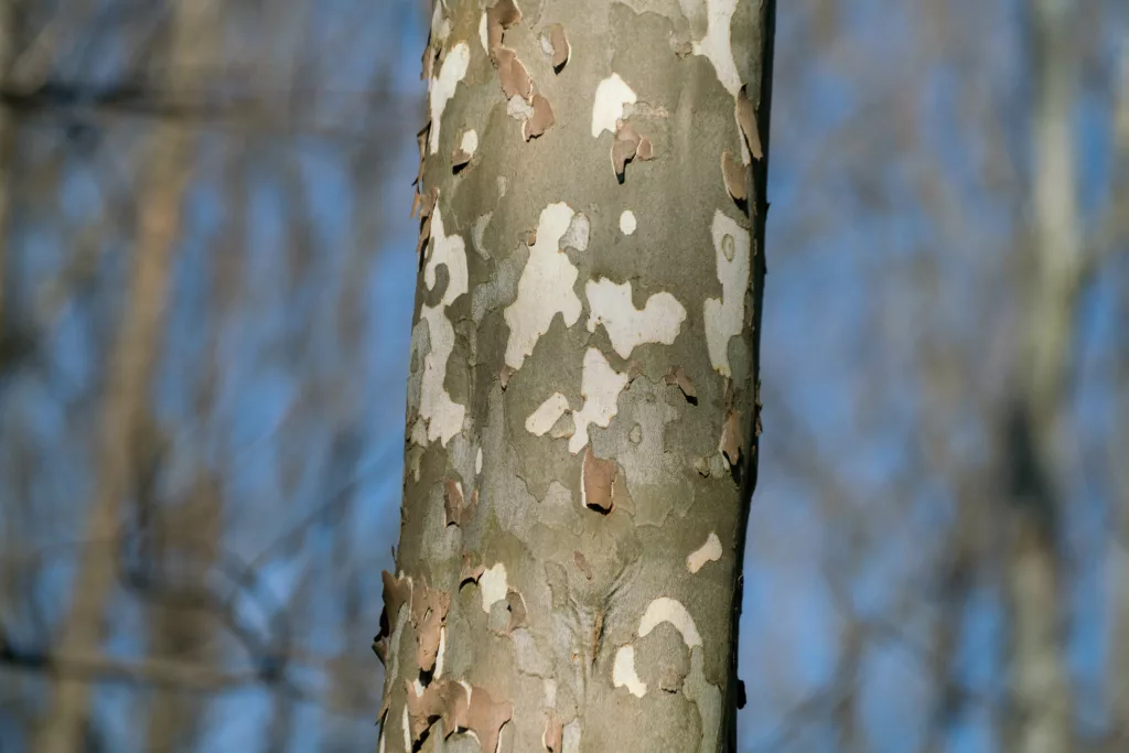 Fast-Growing Shade Trees Zones 5-8 (Best Picks & Why) – Food Forest Living