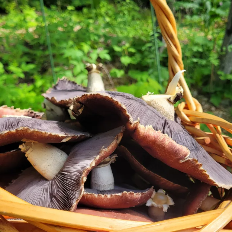 Complete Guide To Grow And Use Wine Cap Mushrooms Food Forest Living   IMG 20230610 095021 129 768x768.webp