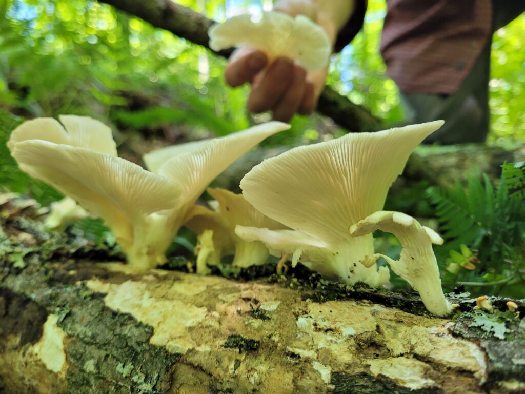 Blue Oyster Mushroom Straw Log (Living Mulch)