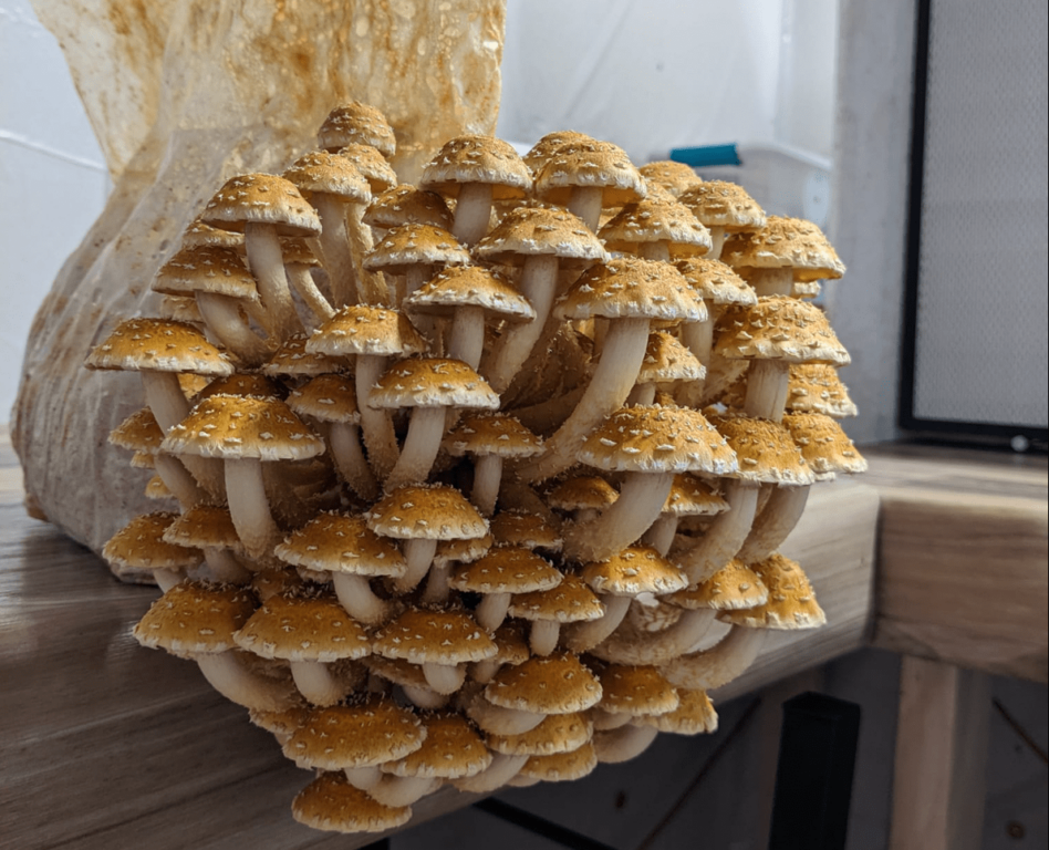 How To Grow Mushrooms The EASY Way (No Sterilization!) 