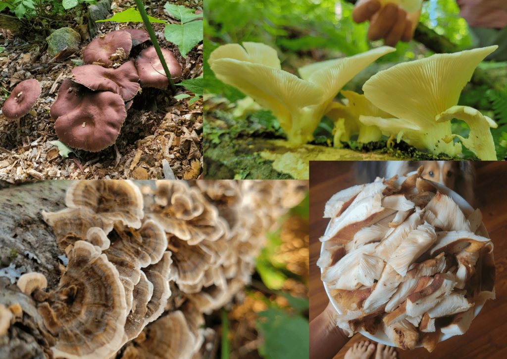 Blue Oyster Mushroom Straw Log (Living Mulch)