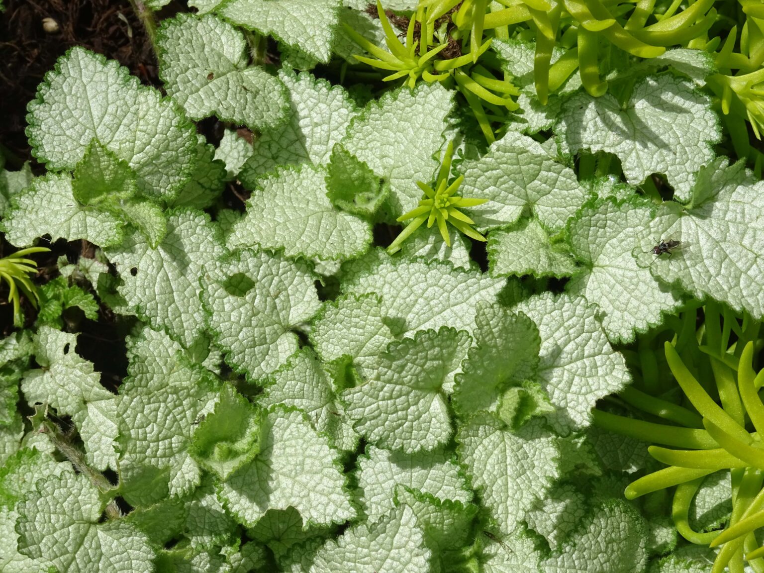 Image showcasing 30 Ground Covers Deer Won’t Eat (Complete List) – Food Forest Living