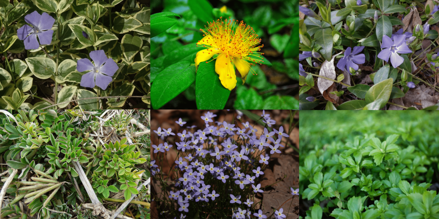 12 Shade-loving Ground Covers for Droughts & Low Effort – Food Forest ...